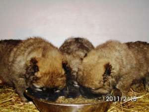 Caucasian Shepherd