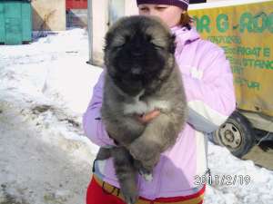 Caucasian Shepherd