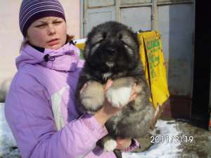 Caucasian Shepherd