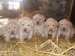 Labradori de vanzare,  masculi si femele