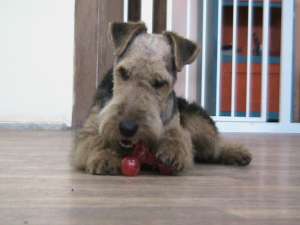 welsh terrier