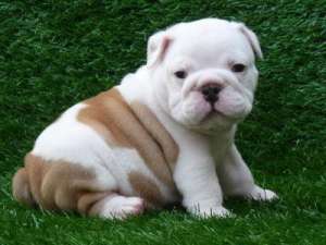 English Bulldog pui