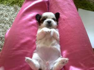 Shih-Tzu
