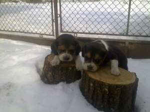 Catelusi Bulldog Englez si Beagle de vanzare