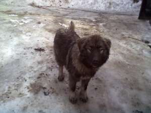 vand caucazian 7 luni