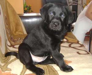 Vand catei Labrador Retriever