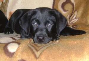 Vand catei Labrador Retriever