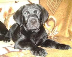 Vand catei Labrador Retriever