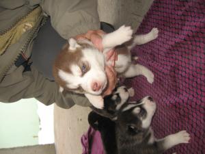 vand pui husky