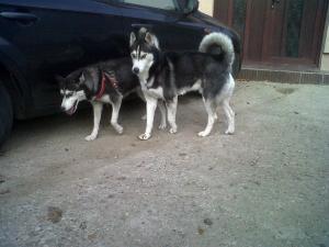 vand pui husky