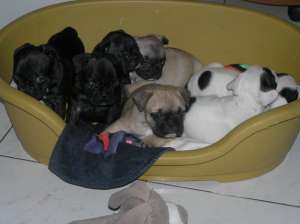 Vindem catelusi BULLDOG FRANCEZ de rasa pura