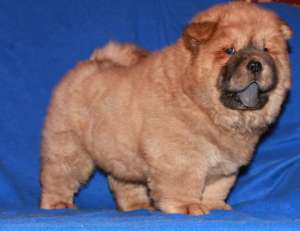 Vindem catelusi CHOW CHOW de rasa pura