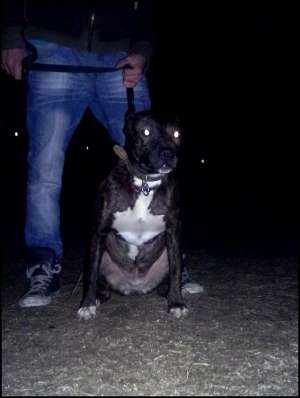 vand catea pitt