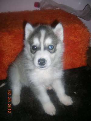 PUI HUSKY RASA PURA