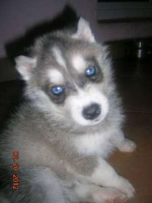 PUI HUSKY RASA PURA