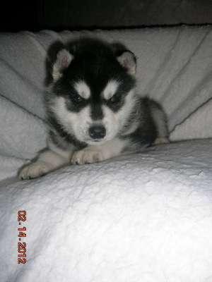 PUI HUSKY RASA PURA