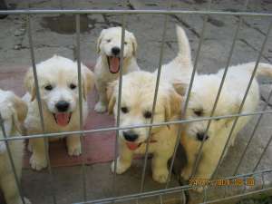 v�nd pui golden retriever, v�rsta 2 luni vaccinati, deparazitati, pedegree