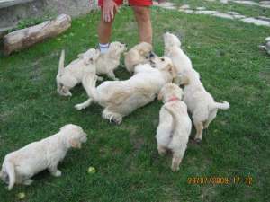 v�nd pui golden retriever, v�rsta 2 luni vaccinati, deparazitati, pedegree