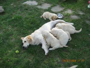 v�nd pui golden retriever, v�rsta 2 luni vaccinati, deparazitati, pedegree