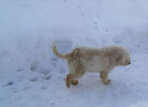 Vand Urgent catel Lagotto Romagnolo