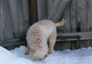 Vand Urgent catel Lagotto Romagnolo