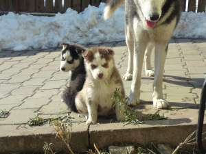 vand pui husky siberian