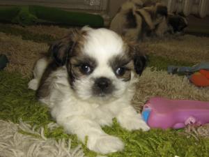 Shih-Tzu