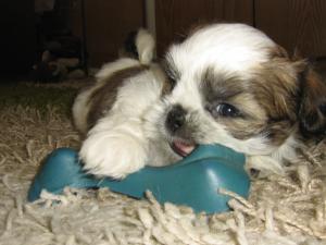 Shih-Tzu