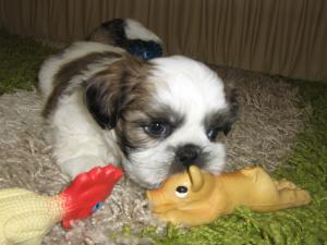 Shih-Tzu