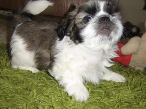 Shih-Tzu
