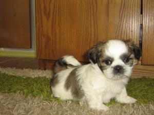 Shih-Tzu