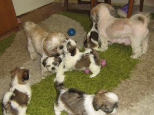Shih-Tzu