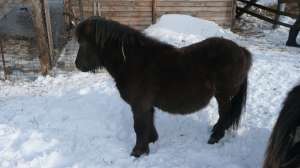 De vanzare ponei manji 2011
