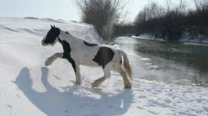 vand cai de rasa Frisian,  Tinker,  Shire,  Ponei Shetland