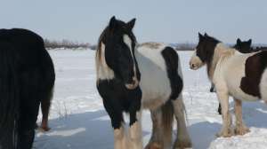 vand cai de rasa Frisian,  Tinker,  Shire,  Ponei Shetland