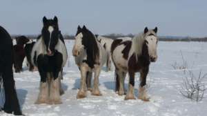 vand cai de rasa Frisian,  Tinker,  Shire,  Ponei Shetland