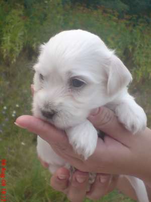 vand bichon maltese