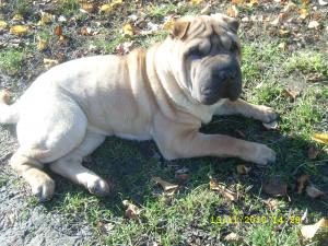 Femela SHAR-PEI pentru monta
