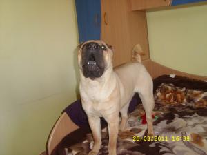 Femela SHAR-PEI pentru monta