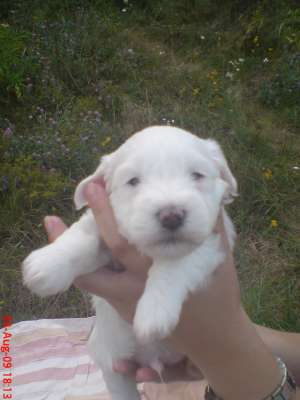 vand bichon maltese