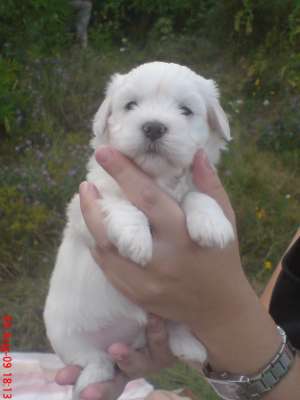 vand bichon maltese