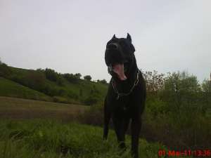 DAU SPRE MONTA MASCUL CANE CORSO