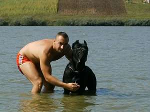 DAU SPRE MONTA MASCUL CANE CORSO