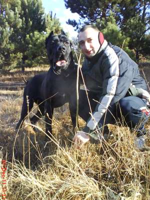 DAU SPRE MONTA MASCUL CANE CORSO