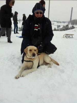 CAUNT FEMELA LABRADOR PENTRU MONTA