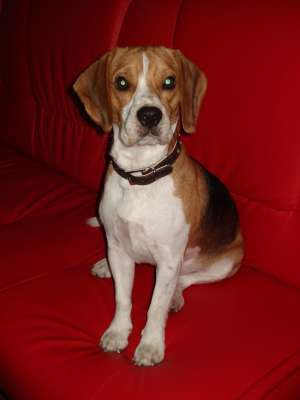 Ofer mascul beagle pentru monta