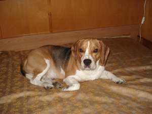 Ofer mascul beagle pentru monta
