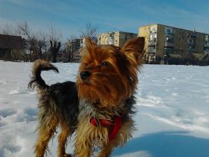 Ofer spre imeprechere YORKSHIRE TERRIER