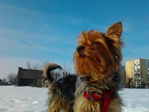 Ofer spre imeprechere YORKSHIRE TERRIER