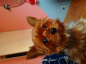 Ofer spre imeprechere YORKSHIRE TERRIER